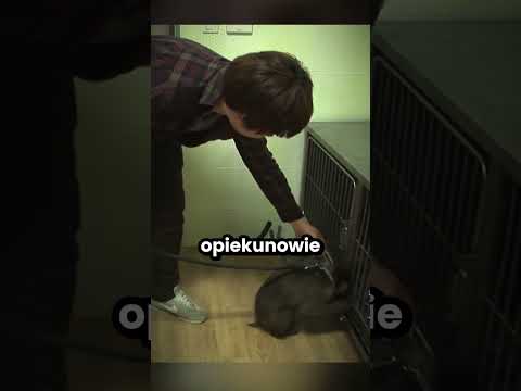 Ta małpka chciała tylko mieć przyjaciela! 😔 thumbnail