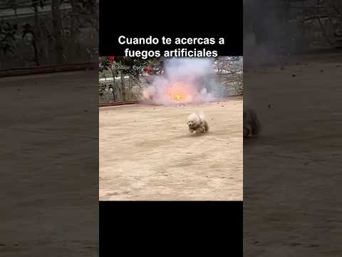 CUANDO TE ACERCAS A FUEGOS ARTIFICIALES thumbnail