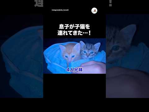 【猫好き一家】息子が子猫を連れてきて…｜PECO thumbnail