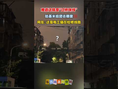 夜晚哈基米组团去哪儿？这难道就是传说中的“过桥咪线”！ thumbnail