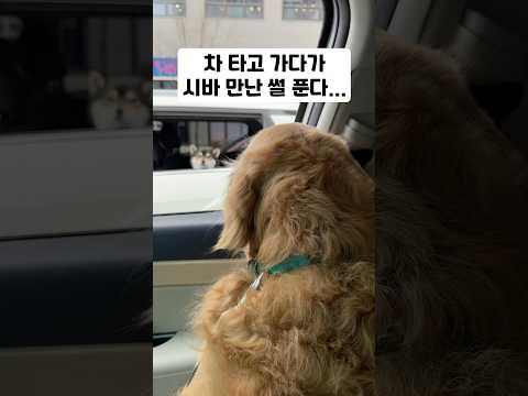 차 타고 가다가 시바 만난 썰 푼다… thumbnail