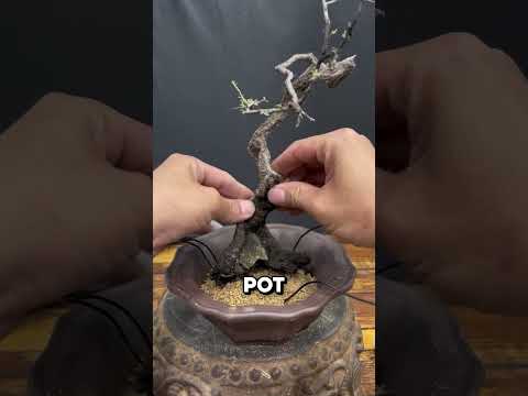 How Bonsai Trees Are Made 🤯 thumbnail