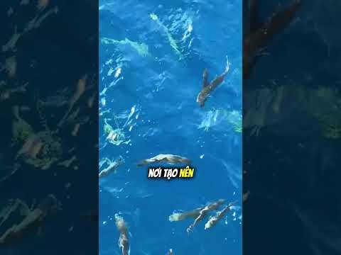 Nơi đặc biệt nhất trên những con tàu giữa đại dương 🐟😳 thumbnail