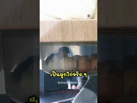 เขาทดลองฟักไข่ไก่แบบไม่เหมือนใคร! thumbnail