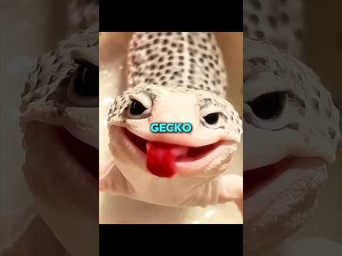 Leopard Gecko Will Never Tell You These Things! thumbnail