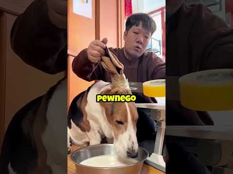 🐶 Pies Do Wszystkiego thumbnail