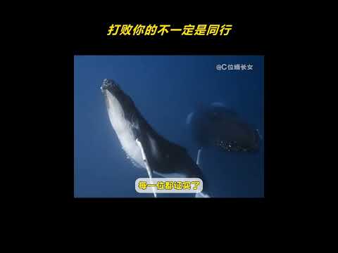 打败你的不一定是同行，还有可能是跨界#鲸鱼 #哈士奇 #无穷小亮 #内容启发搜索 thumbnail