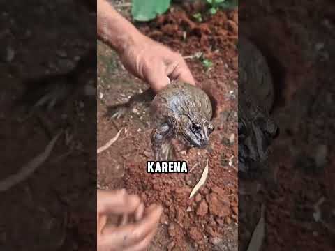 Nyata! Katak Dalam Tempurung! ?? thumbnail