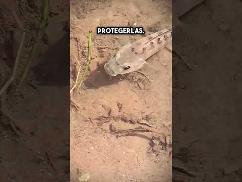 ¿Por qué esta tilapia se tragó a sus crías? #shorts thumbnail
