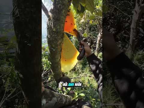 Người Đàn Ông Liều Mình Cắt Trộm Tổ Ong Mật #shorts thumbnail