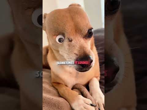 This dog was born with only one eye!   #usa thumbnail