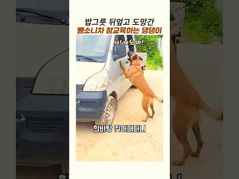 댕댕이 밥그릇 뒤엎은 뺑소니차의 최후 #참교육#웃긴동물#똑똑한개 thumbnail