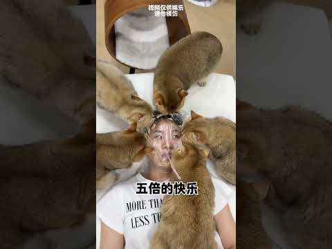 【牛奶是只猫】朋友嫌弃我家猫掉毛怎么办 thumbnail