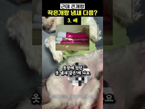 근데 큰개랑 작은개랑 내새 다름? thumbnail
