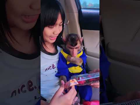 Awalnya bingung ending nya Main Comot😂 #shortvideo #short #monkey #monyet #funny thumbnail