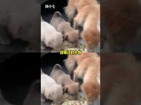 狗狗：一饭之恩，地垫来报！#狗狗 #报恩 #地毯 #万万没想到 #离谱 thumbnail