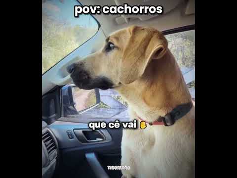 ele levou o cachorro pra castrar kkkkk l #humor #engraçado #cachorro #shorts thumbnail