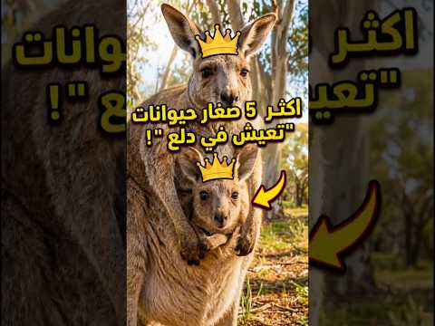 اكتر 5 صغار حيوانات "عايشين في دلع" مش عند البشر! فندق 5 نجوم رباني ?? #shorts thumbnail