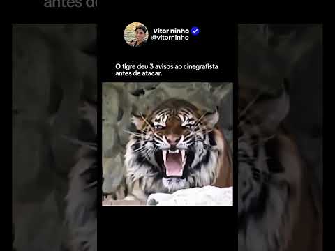 O TIGRE AVISOU 3 VEZES… MAS O CINEGRAFISTA IGNOROU 😨🐅 thumbnail