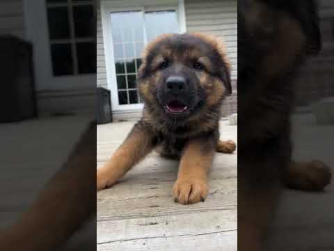 Raising German Shepherd Puppies thumbnail