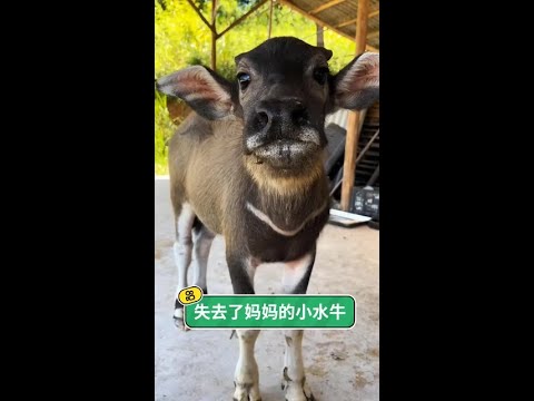 失去媽媽的小水牛，將我視作唯一的依靠：這份跨越物種的深情，是我此生收過最溫暖的禮物。 thumbnail