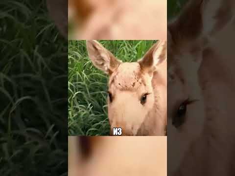 Дикий зверь полностью ЗАМЕНИЛ СТОРОЖЕВОГО ПСА🐕🦌💥 thumbnail