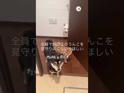 全員で見守る｜PECO thumbnail