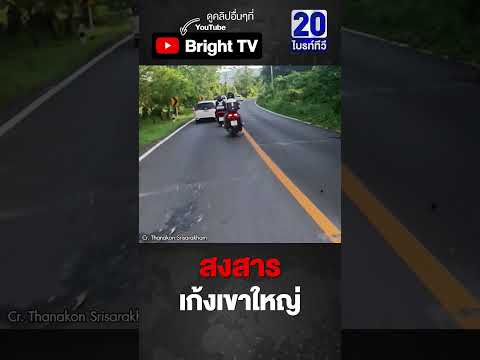 น้องเก้งถูกชน คลานเข้าป่า จนท.ช่วยเหลือทัน thumbnail