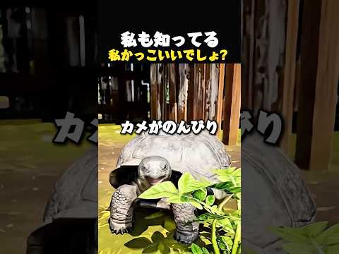 水牛のすごい判断,動物園の小さな奇跡 thumbnail