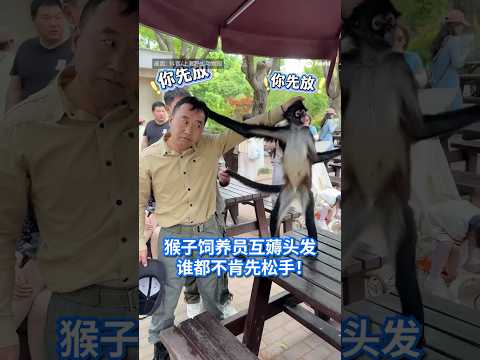 中国上海野生动物园一只蜘蛛猴与饲养员“互薅头发”的趣味视频在网上走红。视频中，一人一猴互相抓扯“头发”，谁也不肯先松手，逗乐现场游客，成为热议话题。#8视界新闻网 #中国 #蜘蛛猴 thumbnail