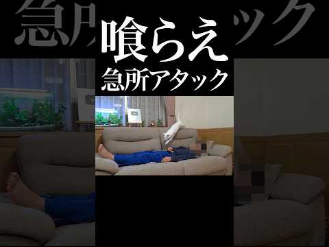 正確な白猫ミサイルが発射されました??　 #猫のいる暮らし #保護猫 #猫 #おもしろい猫 thumbnail