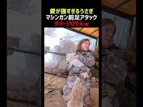 愛が強すぎるうさぎのマシンガン前足アタック thumbnail