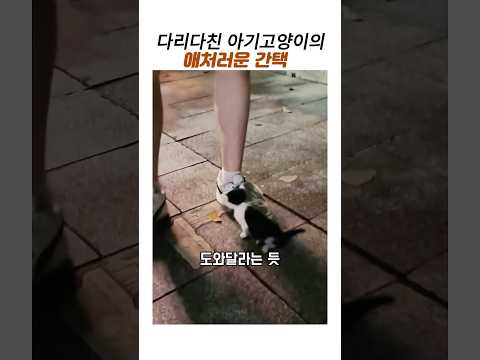 다리다친 아기고양이의 간택#길고양이구조 #아깽이 #감동 동물 thumbnail