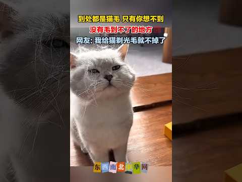 猫掉毛季，行走的蒲公英，哪哪都是毛 thumbnail