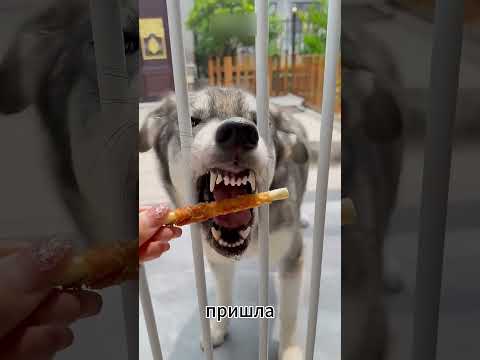 Этот милый пёсик использовал свой мозг 🐶🧠#шорты thumbnail