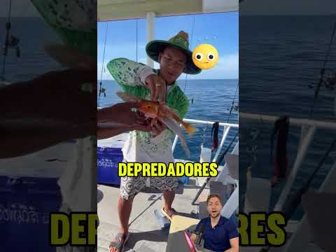 ¡Este pez tiene alas! 🐟 thumbnail