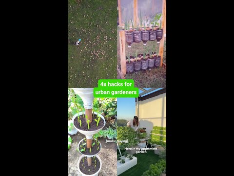 some plants love the city life thumbnail