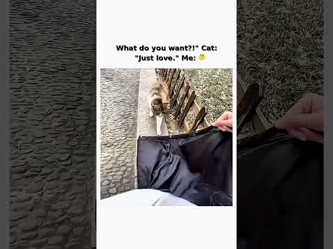 POV: you just got emotionally manipulated by a stray cat 😂 follow for more #shorts thumbnail