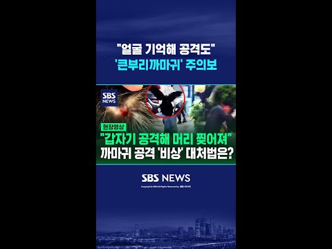 "얼굴 오랜 시간 기억"..사람 공격하는 '큰부리까마귀' 주의보 #shorts thumbnail