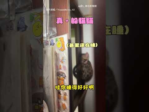 【主人傻眼】貓貓神級躲藏術！ 找1小時發現牠「直接睡死」｜躲貓貓｜貓咪｜可愛｜睡覺｜寵物 thumbnail