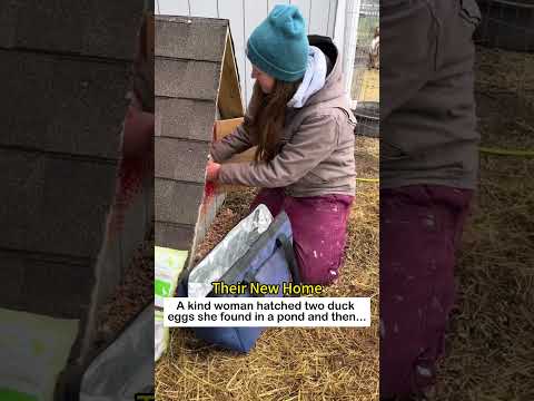 The two missing eggs #lovestory #wildliferescue#pets #love #animals #duck #eggs #cute #funny thumbnail