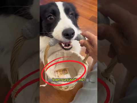 หมาตัวนี้ ควรได้รางวัลสัตว์เลี้ยงดีเด่น 😂🐶 thumbnail