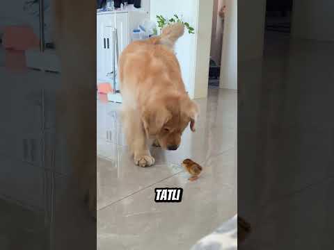 Bu Köpeğin Amacı Başka ? thumbnail
