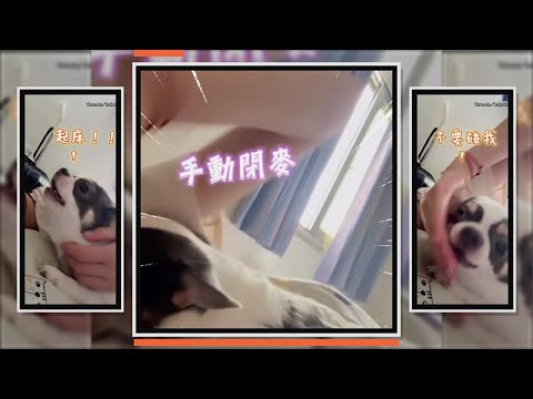 吉娃娃牌鬧鐘手動閉麥也沒用　汪激動狂吠：現在就起床 thumbnail