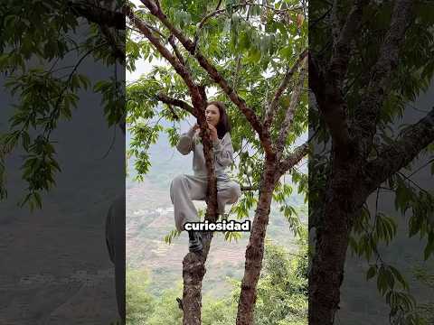 Esta Extraña Gelatina Crece Desde Un Árbol thumbnail