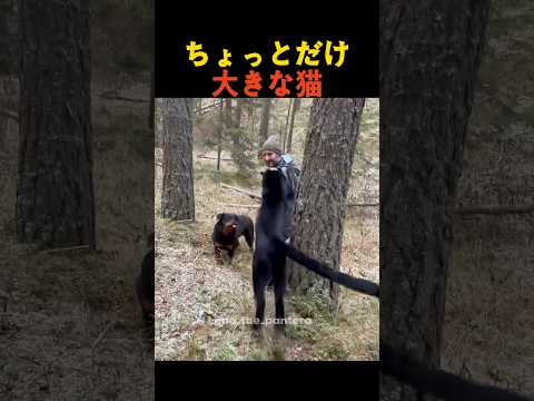 ちょっとだけ大きな猫 thumbnail
