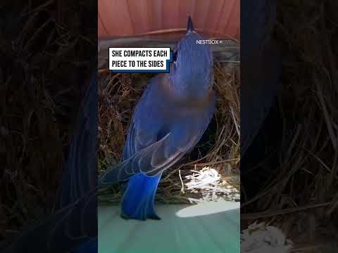 She builds something incredible, then drops the ultimate surprise ??? #shorts #birds #birdwatching thumbnail