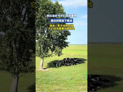 烈日当空，牛牛们拒绝暴晒，躲在树荫底下乘凉 thumbnail