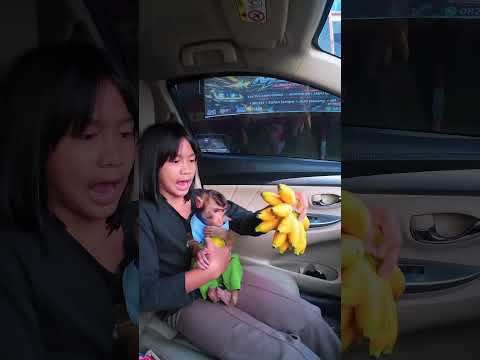 Momen Cia Pilih buah  Mangga dari pada Pisang 🫢🍌 #shortvideo #short #monkey #monyet #funny thumbnail