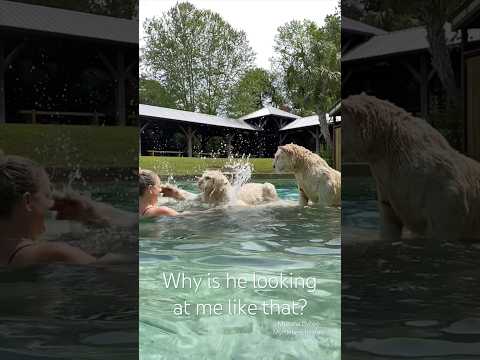 Looks fun — still a #wild animal. Trained setting 🐅 #pov #staysafe #tiger #fun thumbnail